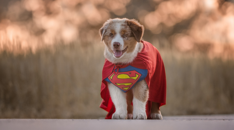 Hund Newt im Superman Outfit